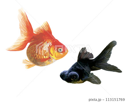 金魚（琉金と出目金） 113151769