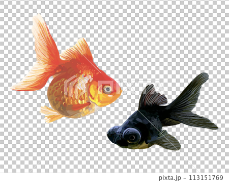 金魚（琉金と出目金） 113151769