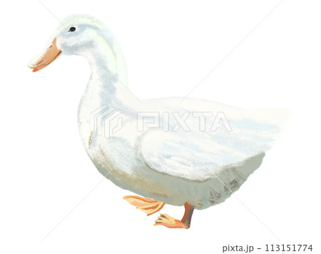 アヒル（親鳥） 113151774