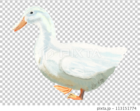 アヒル（親鳥） 113151774