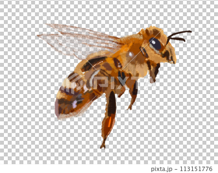 Bee (flying) 113151776