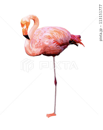 フラミンゴ（1本足）のイラスト素材 [113151777] - PIXTA