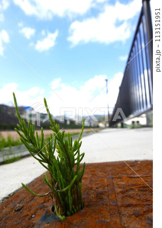 道端に生える雑草 道端に生える雑草 113151951