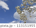 青空に映える満開のハクモクレン 113151955