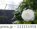 白い山茶花 113151958