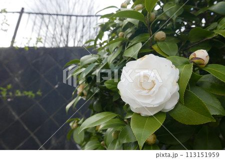 白い山茶花 白い山茶花 113151959