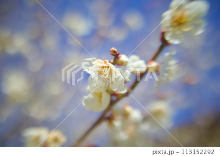 満開の梅の一花の顔、風に揺らぎ香りで誘う 113152292