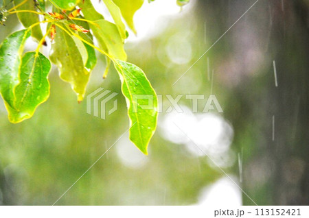 雨上がりの木の枝の葉 雨上がりの木の枝の葉 113152421
