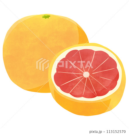 グレープフルーツルビー　丸ごと・断面の手描きイラスト 113152570