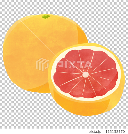 グレープフルーツルビー　丸ごと・断面の手描きイラスト 113152570