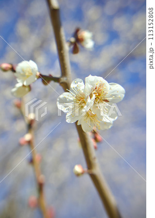 満開の梅、寄り添う花ふさ、歌合せのひととき、万葉の昔 満開の梅、寄り添う花ふさ、歌合せのひととき、万葉の昔 113152808