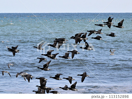 コクガンの飛行 113152898