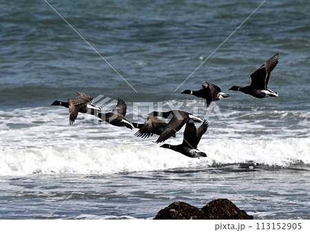 コクガンの飛行 コクガンの飛行 113152905