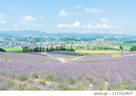 北海道上富良野町　夏の北海道　一面のラベンダーが美しい日の出ラベンダー園 113152927