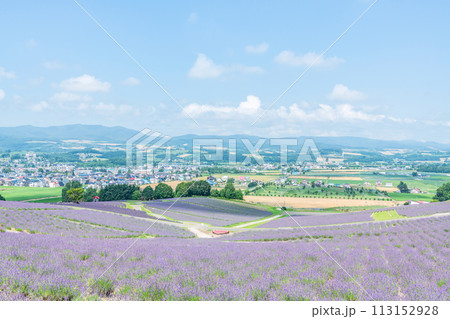 北海道上富良野町 夏の北海道 一面のラベンダーが美しい日の出ラベンダー園 北海道上富良野町 夏の北海道 一面のラベンダーが美しい日の出ラベンダー園 113152928