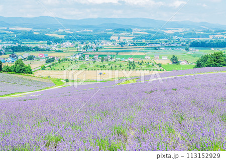 北海道上富良野町　夏の北海道　一面のラベンダーが美しい日の出ラベンダー園 113152929