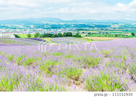 北海道上富良野町 夏の北海道 一面のラベンダーが美しい日の出ラベンダー園 北海道上富良野町 夏の北海道 一面のラベンダーが美しい日の出ラベンダー園 113152930