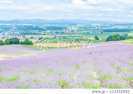 北海道上富良野町　夏の北海道　一面のラベンダーが美しい日の出ラベンダー園 113152932