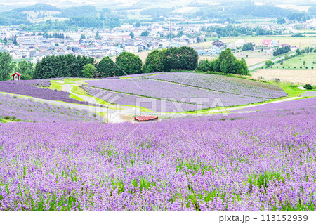 北海道上富良野町　夏の北海道　一面のラベンダーが美しい日の出ラベンダー園 113152939