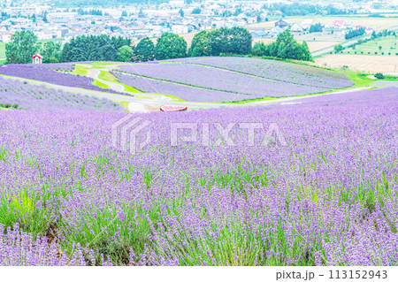 北海道上富良野町　夏の北海道　一面のラベンダーが美しい日の出ラベンダー園 113152943