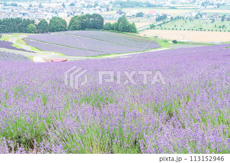 北海道上富良野町　夏の北海道　一面のラベンダーが美しい日の出ラベンダー園 113152946
