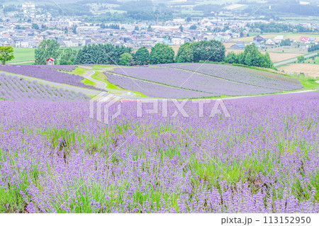 北海道上富良野町 夏の北海道 一面のラベンダーが美しい日の出ラベンダー園 北海道上富良野町 夏の北海道 一面のラベンダーが美しい日の出ラベンダー園 113152950