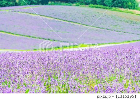 北海道上富良野町　夏の北海道　一面のラベンダーが美しい日の出ラベンダー園 113152951