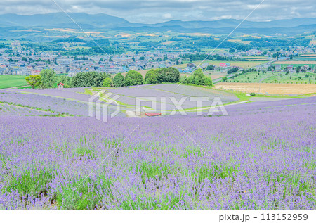 北海道上富良野町　夏の北海道　一面のラベンダーが美しい日の出ラベンダー園 113152959