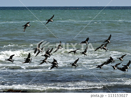 コクガンの飛行 113153027