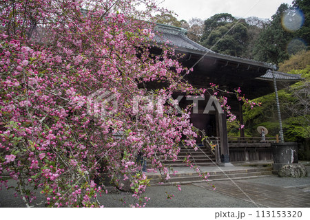 鎌倉244　妙本寺6　海棠 113153320
