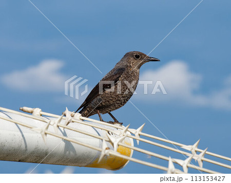 宮古島で見かけたイソヒヨドリ 113153427