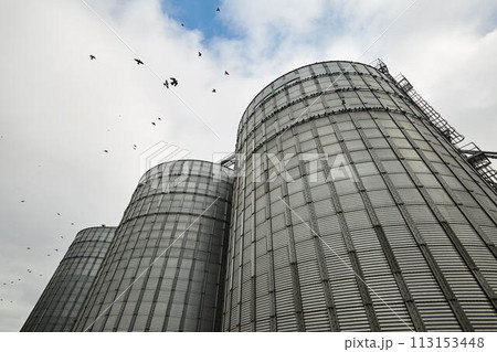 Modern grain terminal. Metal tanks of elevator. Grain-drying complex construction. Commercial grain or seed silos at seaport. Steel storage for agricultural harvest. 113153448