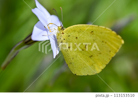 キチョウ 113153510