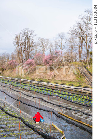 梅咲く春の安曇野 113153684