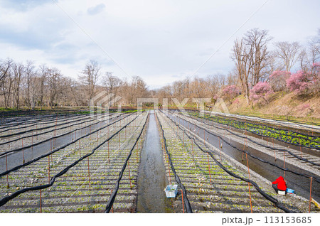 春の梅が咲くわさび田　安曇野市 113153685
