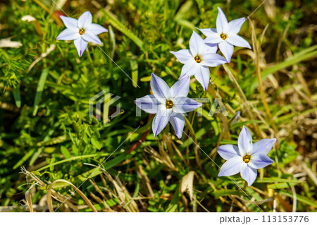 ハナニラの青い花 113153776