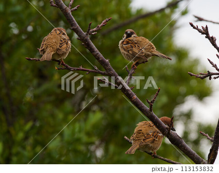 木の枝にとまるスズメたち 113153832