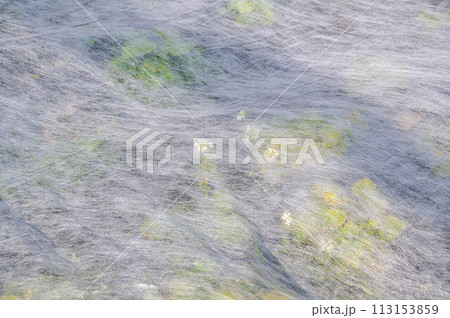 寒冷紗の下で花咲くわさび 寒冷紗の下で花咲くわさび 113153859