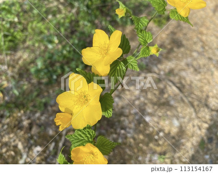 太陽の恋人　山吹 113154167