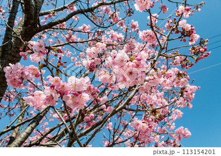 青空に映える満開の八重桜 青空に映える満開の八重桜 113154201