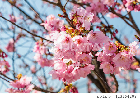 青空を背景にした河津桜 青空を背景にした河津桜 113154208