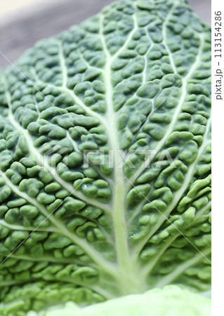 低農薬栽培のちりめんキャベツ　新鮮生野菜 113154286