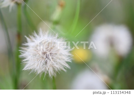 道端に咲く花の綿毛　種子 113154348