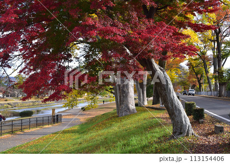 京都・加茂街道の上賀茂橋付近の紅葉 京都・加茂街道の上賀茂橋付近の紅葉 113154406