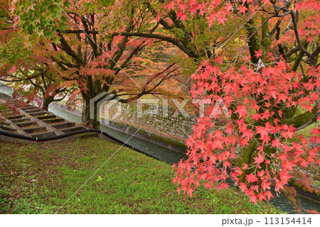 京都・山科疎水の紅葉 京都・山科疎水の紅葉 113154414