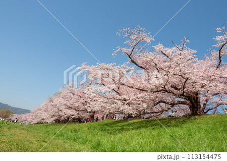 桜のトンネル 桜のトンネル 113154475