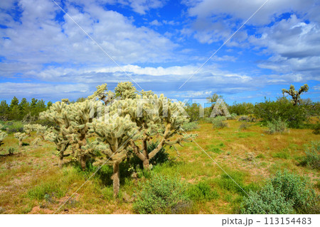 Cholla cactus, Sonora Desert, Mid Spring 113154483
