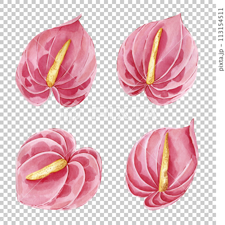Watercolor tropical flower set illustration isolated on white background. Hand drawn exotic floral element. Red Anthurium. Botanical clipart. Perfect for print, cards, wedding invitations Watercolor tropical flower set illustration isolated on white background. Hand drawn exotic floral element. Red Anthurium. Botanical clipart. Perfect for print, cards, wedding invitations 113154511