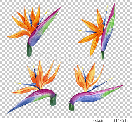 Bird of paradise set Watercolor illustration of tropical flower strelitzia isolated on white background. Hand drawn exotic floral. Bird of paradise. Perfect clipart element for greeting cards 113154512
