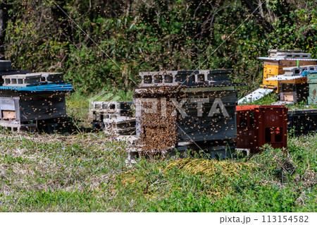 巣別れをするミツバチの群れ 113154582